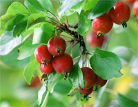 Uralskaya Ryabinushka-Hawthorn Tree